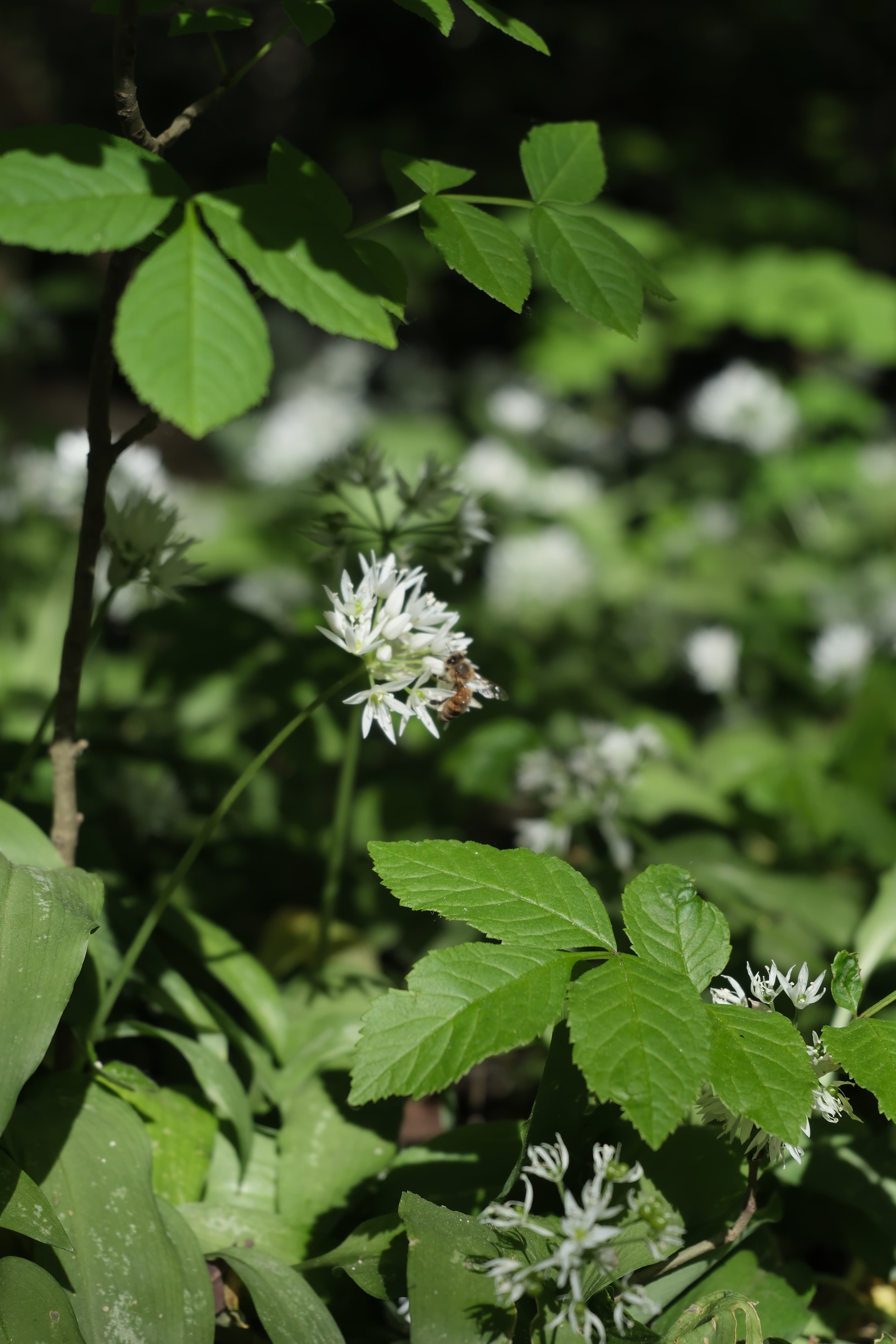 image00007