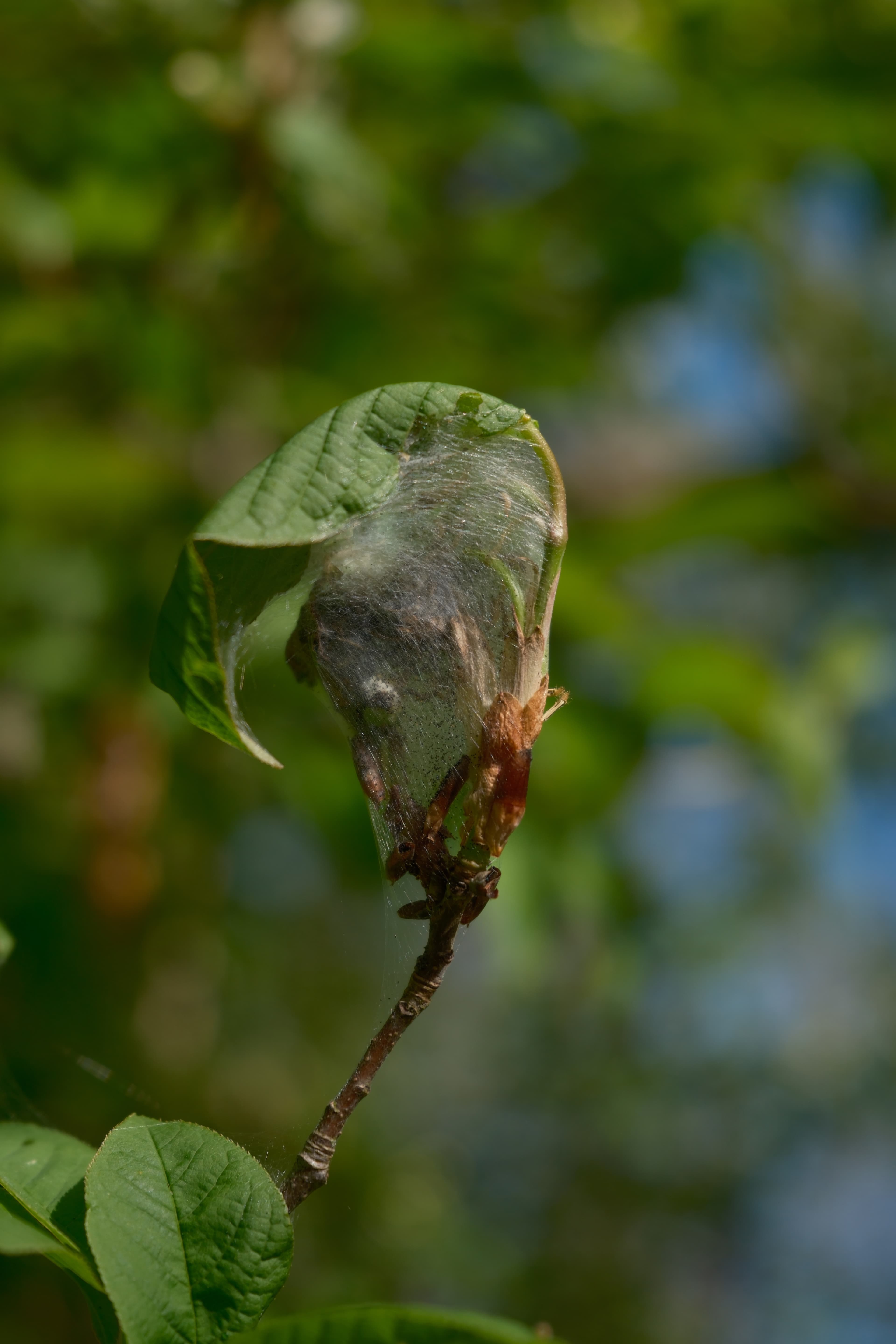 image00012