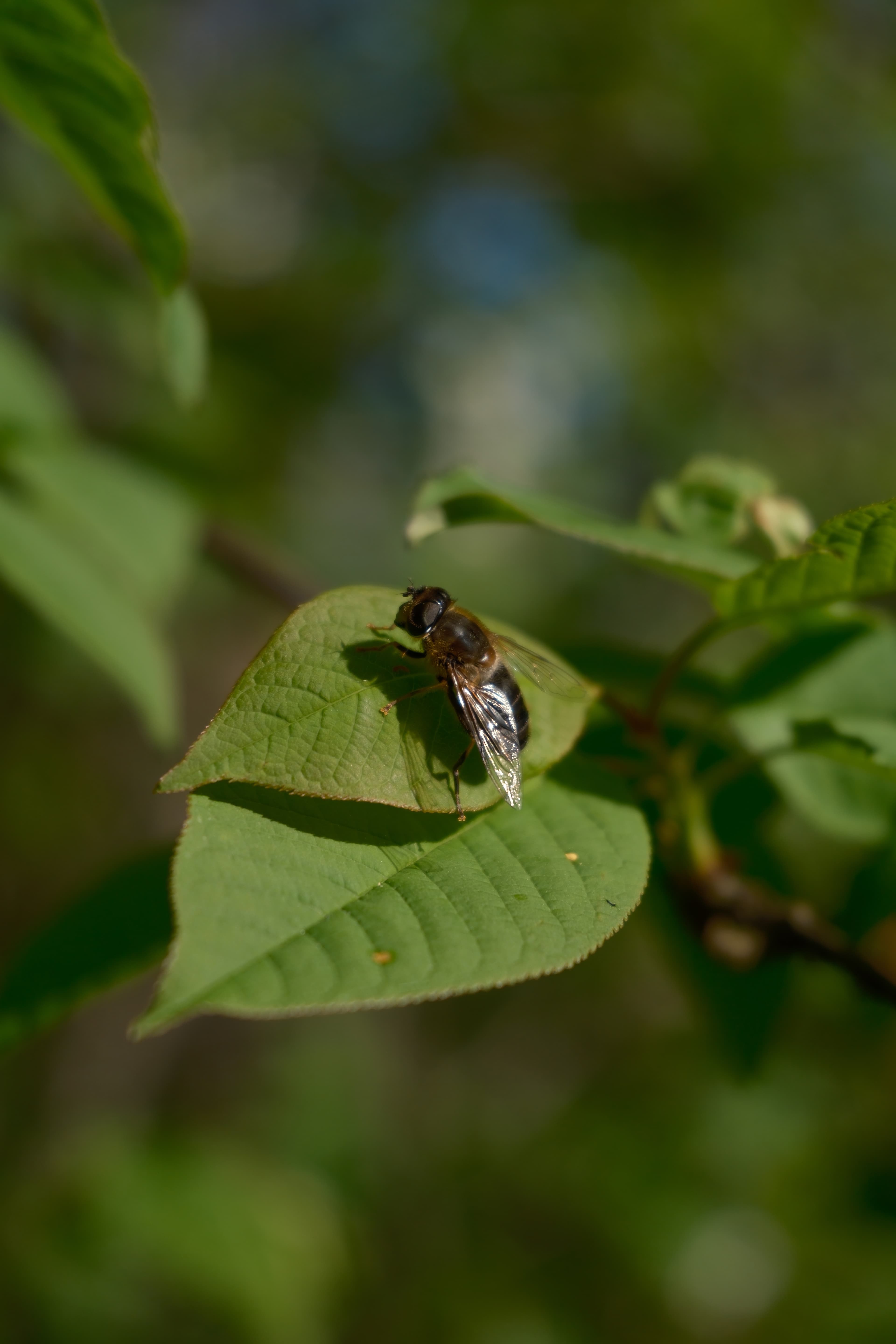 image00013